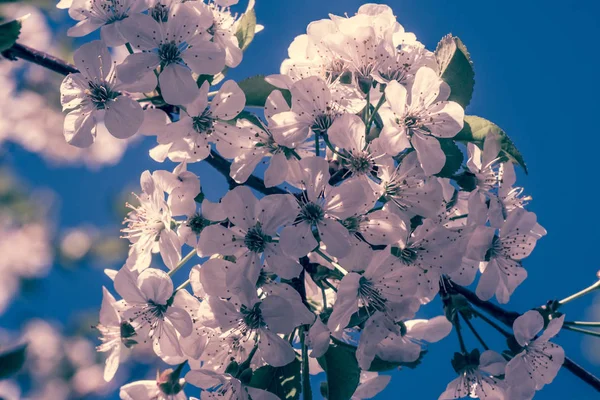 Białe wiśniowe kwiaty w słońce wiosna, z tle nieba — Zdjęcie stockowe
