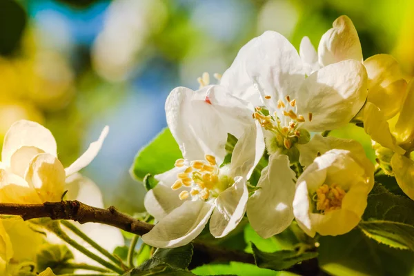 Белые вишни цветут под весенним солнцем на фоне неба — стоковое фото