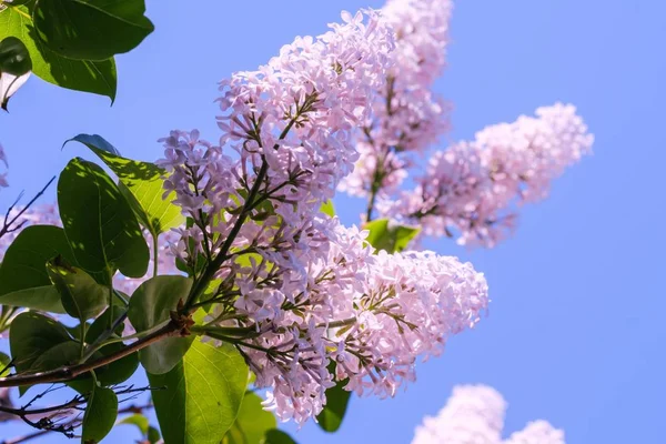 Cabang lilac mekar bunga latar belakang, tanaman indah . — Stok Foto