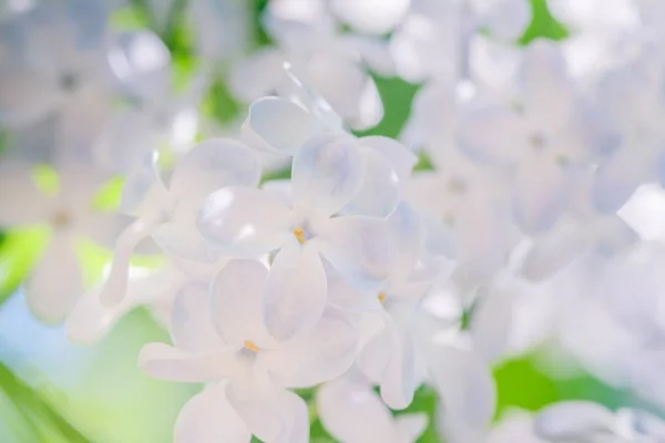 Liliowy gałęzi kwitnących kwiatów tła, kwitnące pole. — Zdjęcie stockowe