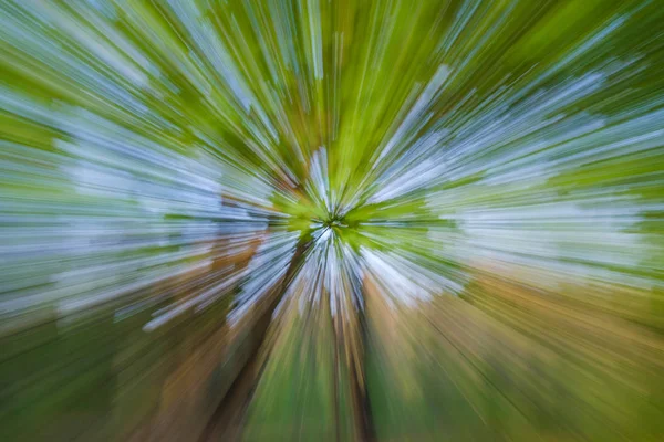 Immagine astratta di albero in campagna. Creato zoomando fuori durante la chiusura otturatore. Velocità zoom movimento blured . — Foto Stock