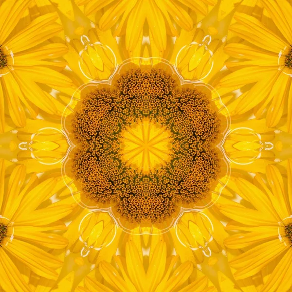 Zonnebloem patroon achtergrond zon bloem. afbeelding. — Stockfoto
