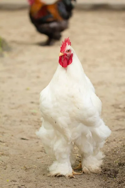 家禽鸡在农场, 母鸡动物养殖, 农村. — 图库照片