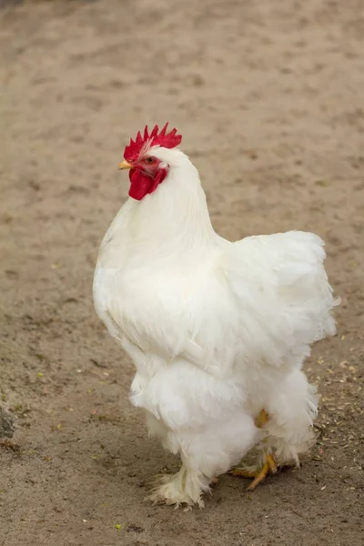 家禽鸡在农场, 母鸡动物养殖, 肉类. — 图库照片