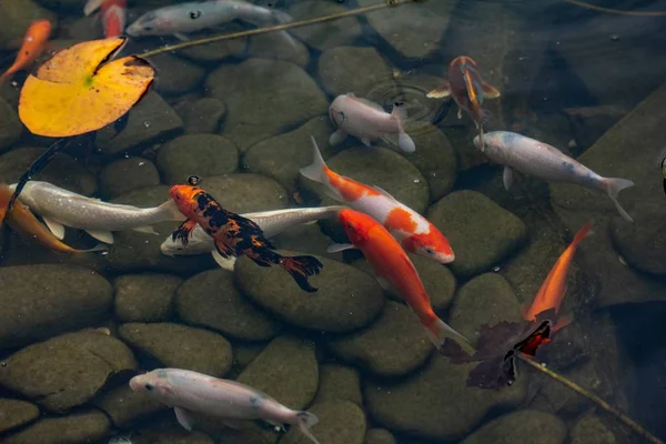 Carpa en estanque, peces de colores, asia . — Foto de Stock