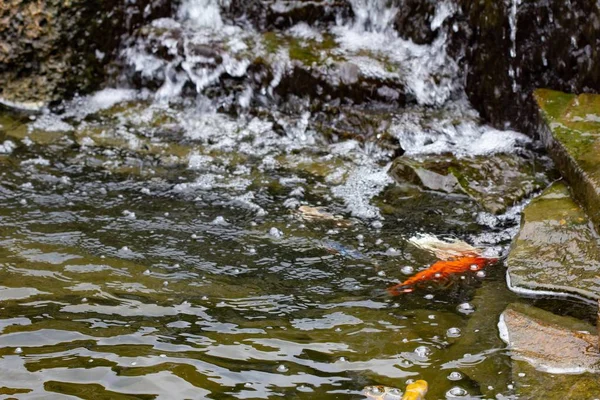 Carpa en el estanque, peces de colores, natación animal . — Foto de Stock