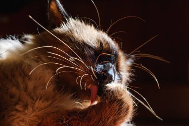 Oldukça Balili yerli kedi, evde beslenen hayvan sakin ol zerafet kedi.