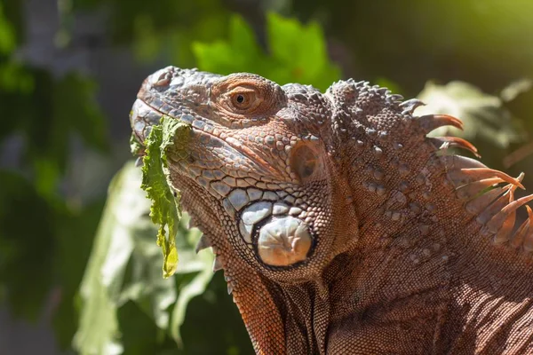 Pomarańczowy iguana Zwierzęta Jaszczurka czerwona, kolorowy. — Zdjęcie stockowe