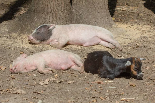 农场动物小猪幼农家, 猪宝宝. — 图库照片