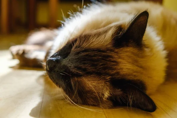 Jolie balinaise chat domestique, animal de compagnie relax, style de vie . — Photo