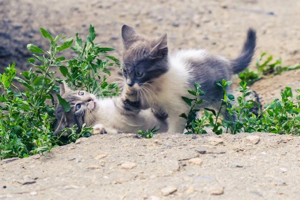 고양이 고양이 길 잃은 귀여운 애완 동물. 노숙자. — 스톡 사진