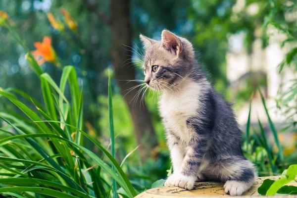 고양이 고양이 길 잃은 귀여운 애완 동물. 밖에 서 사랑 스럽다. — 스톡 사진