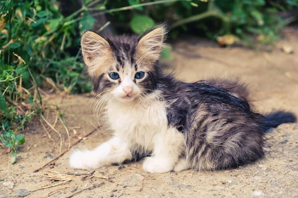 Γατάκι αδέσποτο χαριτωμένο κατοικίδιο γάτα. αξιολάτρευτο εσωτερικού. — Φωτογραφία Αρχείου
