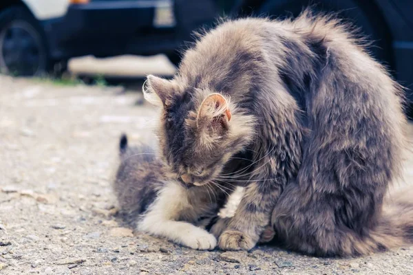 고양이 고양이 길 잃은 귀여운 애완 동물. 국내 키티. — 스톡 사진
