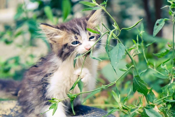 แมวแมวหลงทางสัตว์เลี้ยงน่ารัก สวยจน . — ภาพถ่ายสต็อก