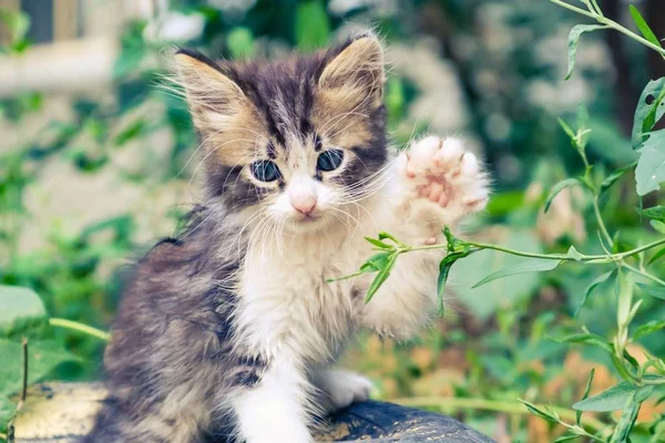 Gatito gato perdido lindo mascota. bebé pobre . —  Fotos de Stock