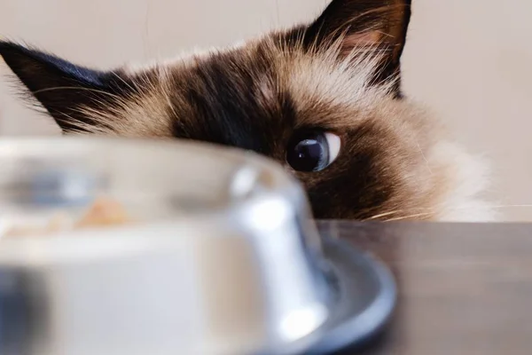 Котяча їжа миска для домашніх тварин. ссавці . — стокове фото