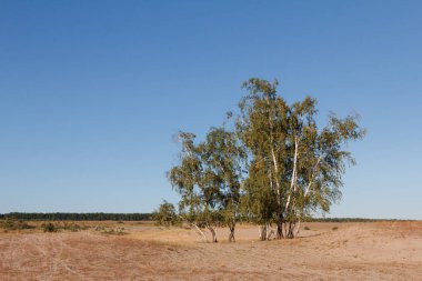 Kumlu çöl fotoğraf güzel manzara