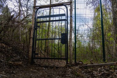 Sarmaşık bitki giriş kapısı bahçede güneş ışığı ile arch. Sihirli arka plan.