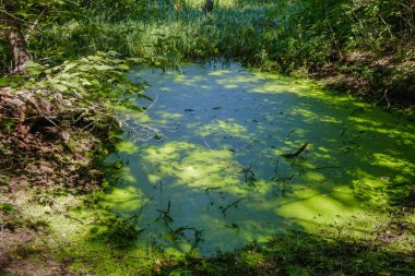 Gizemli sabah saat bataklık alan