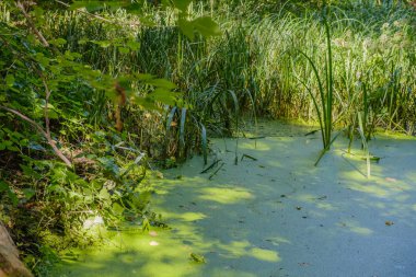 Gizemli sabah saat bataklık alan