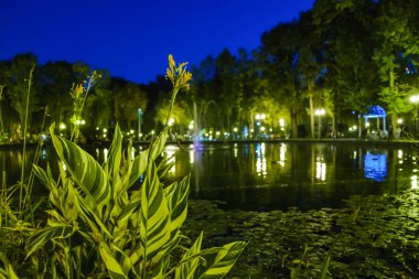 Büyük bir diken Lotus