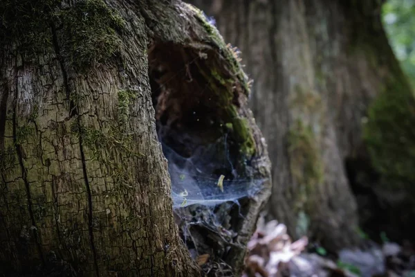 Ağaç doğa içi boş güdük gövde. Ağaç kabuğu. — Stok fotoğraf