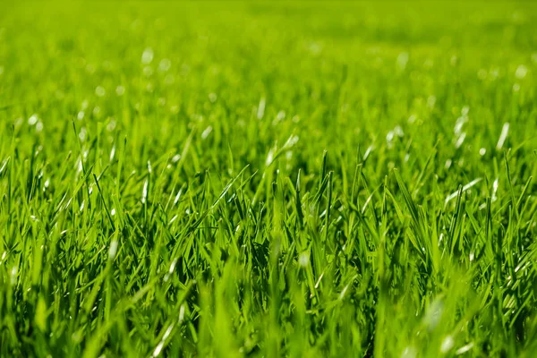 Frisches grünes Gras Textur Hintergrund — Stockfoto