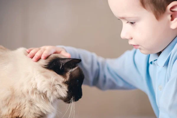 Cat Child Balinese samen te spelen. leuke jongen. — Stockfoto