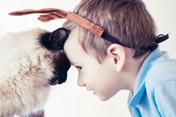 Gato niño balinés juntos jugar. lindo amigo . —  Fotos de Stock