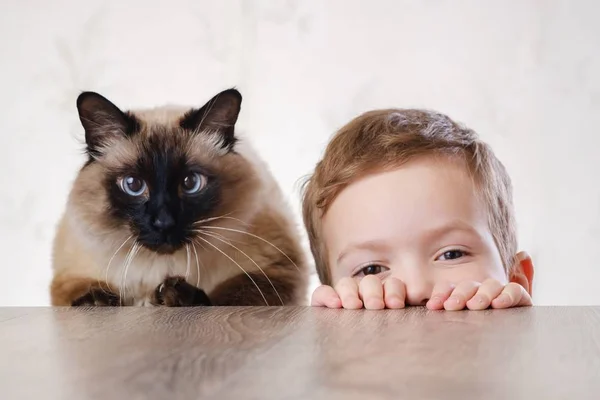 Cat Child Balinese samen te spelen. dierlijke jongelui. — Stockfoto