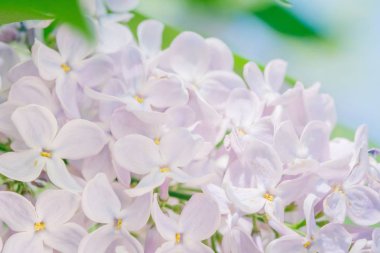 çiçek arka plan, alan çiçekleme Lila şube.