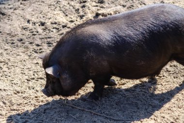 Tarım domuz eti domuz yavrusu, sevimli.