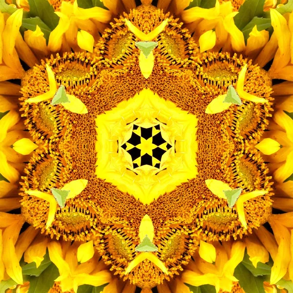 Zonnebloem patroon achtergrond Sun Flower. Kleur. — Stockfoto