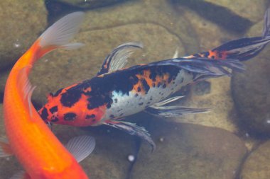 Havuzda sazan, renkli balık, hayvan gölü.