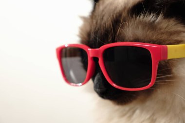Güneş gözlüğü ile komik kedi