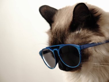 Güneş gözlüğü ile komik kedi