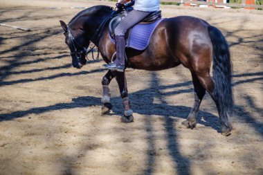 Horse animal equestrian rider sport,  ride. clipart