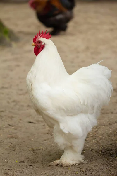 Pollo de aves de corral en granja, cría de animales de gallina, ecológico . —  Fotos de Stock