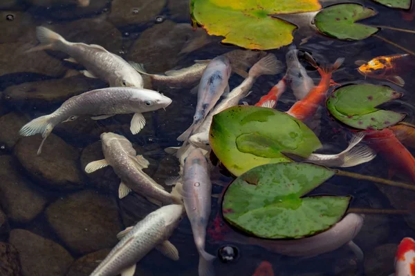 Carpa en estanque, peces de colores, asiáticas . — Foto de Stock