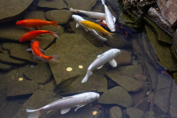 Carpa en estanque, peces de colores, blanco asiático . — Foto de Stock