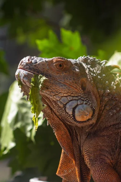 Iguane orange lézard rouge animal, tête . — Photo