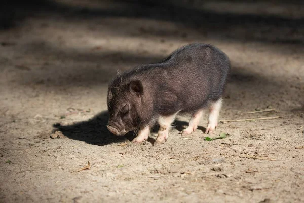 Farm animal piglet young domestic,  rural.