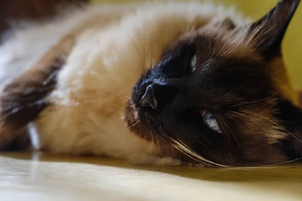 Mooie Balinese binnenlandse kat, huisdier ontspannen, nopeopel. — Stockfoto