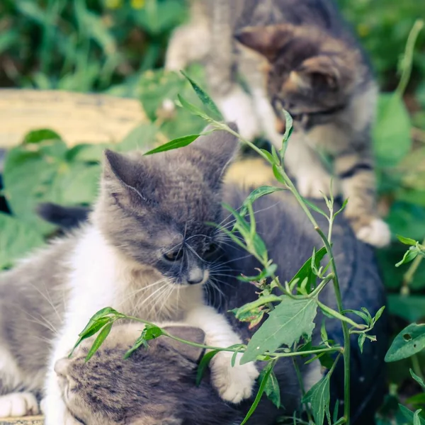 새끼 고양이 길 잃은 귀여운 애완 동물입니다. 혼자. — 스톡 사진