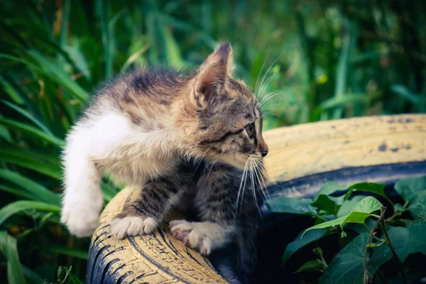 새끼 고양이 길 잃은 귀여운 애완 동물입니다. 배고픈. — 스톡 사진