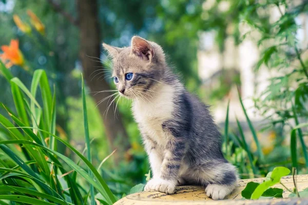 새끼 고양이 길 잃은 귀여운 애완 동물입니다. 사랑스러운 야외. — 스톡 사진