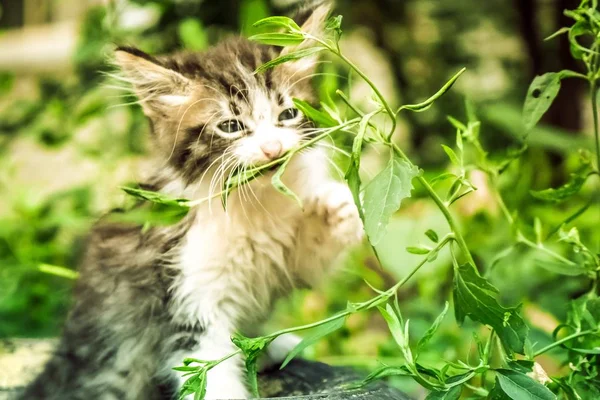 새끼 고양이 길 잃은 귀여운 애완 동물입니다. 아름다운 키티. — 스톡 사진