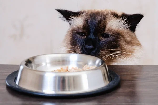 Tigela de comida de gato animal de estimação. fofo . — Fotografia de Stock