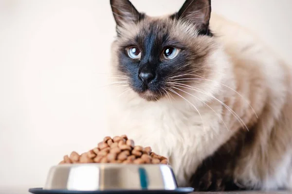 Kat voedsel Bowl huisdier dier. schattig Balinese. — Stockfoto